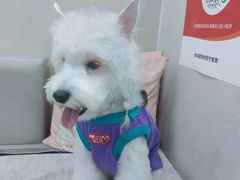 -安安宠医宠物医院·异宠·犬猫内科(岳阳分院)