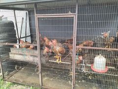 -遇见小院—虹鳟鱼•农家菜(怀柔店)