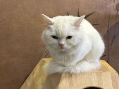-楼上猫咖(罗湖店)