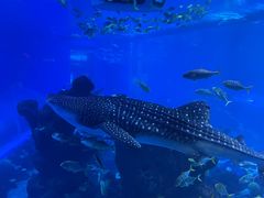 -成都浩海立方海洋公园
