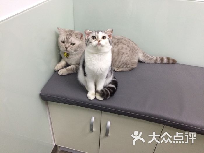 医达宠物医院图片 第1313张