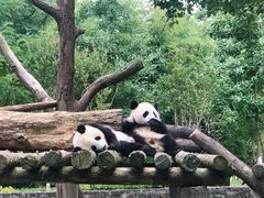 -都江堰中华大熊猫苑
