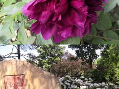 -莲花池公园