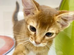 -青奢宠物·青奢猫舍