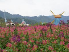 -爱丽丝仙境花海