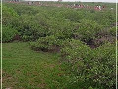 -北海金海湾红树林生态旅游区