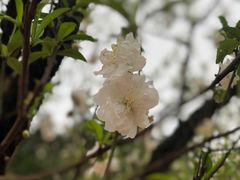 -南国桃园旅游度假区