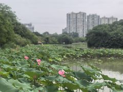 -金山公园