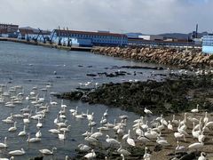 -烟墩角天鹅湖