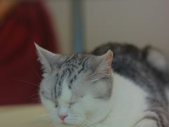 -怪兽屋·羊驼·猫咖·狗咖(俊华广场店)