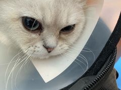 -佳怡动物医院·平价24小时·猫专科骨外科