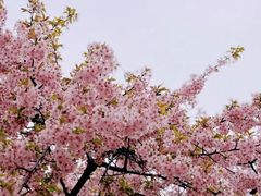 -上海辰山植物园