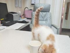 -宠爱国际动物医院· 猫科· 外科·中兽医(长白店)