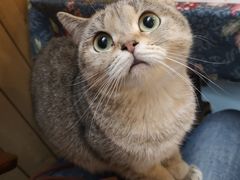 -猫色咖啡·猫咖