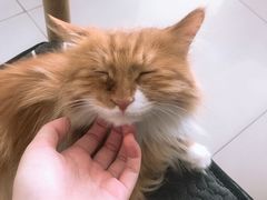 -平行世界·猫咖(首经贸店)