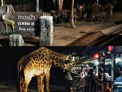 -清迈夜间动物园