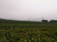 -北京张裕爱斐堡酒庄