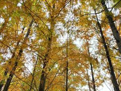 -白鹭湾湿地公园