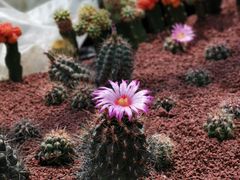 -南通洲际绿博园