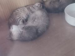 -猫咪咖啡·猫咖(万达广场店)