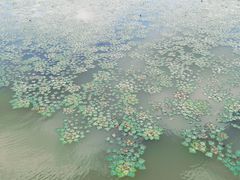 -春花秋色城市公园