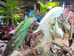 -正佳雨林生态植物园