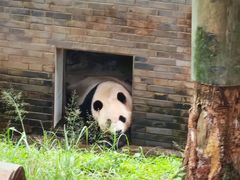 -都江堰中华大熊猫苑