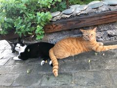 -喵屿·大理花园猫咖