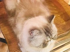 -猫色咖啡·猫咖