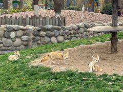 -北京野生动物园