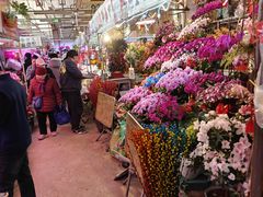 -花鸟鱼虫鲜花绿植市场(玉泉路店)