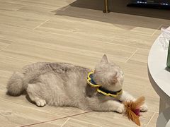 -lincat·猫舍(广州店)