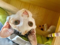 -瑞派动物医院·猫专科·至诚(江南中分院)