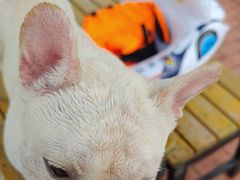 -趣玩宠物乐园寄养训犬训狗游泳池