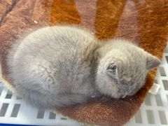 -1013 PET SHOP 宠物商店(近铁城市广场店)