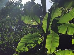 -西双版纳原始森林公园