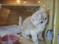 -小猫来了猫舍(福田店)