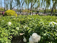 -莲花池公园