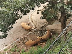 -大连森林动物园