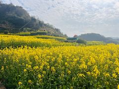 -桑洲油菜花景区