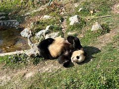 -卧龙中华大熊猫苑神树坪基地