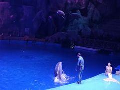 -芜湖新华联大白鲸海洋公园