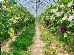 -马陆小张葡萄园农家乐