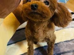 -1013 PET SHOP 宠物商店(近铁城市广场店)