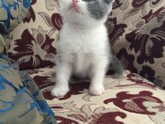 -爱宠屋pet shop·宠物洗澡·宠物美容