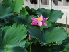 -莲湖公园
