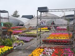 -龙大花卉苗木市场