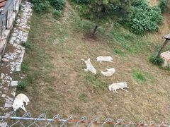 -石家庄市动物园