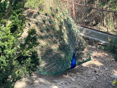 -西霞口神雕山野生动物世界