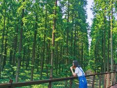 -黄海国家森林公园